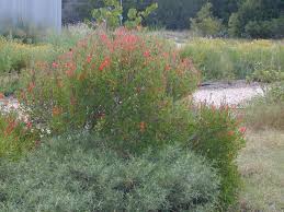 Image result for Anisacanthus