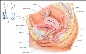 We did not find results for: Aparato Reproductor Femenino Ecured