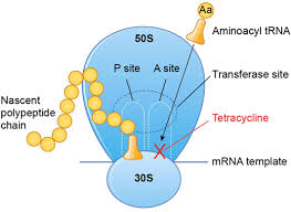 Image result for Tetracyclines