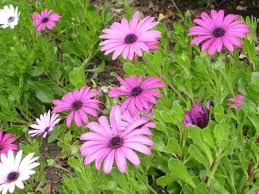 Image result for foto Osteospermum