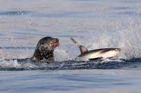 A sea lion and thresher shark were caught on camera as the fought off laguna beach. Sea Lion Vs Shark Does Not Always End How You D Expect Predator Vs Prey Earth Touch News