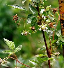 Image result for Rubus iringanus