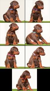 We strive for excellence and produce some of the highest quality doberman puppies in the united states. Red Doberman Puppies For Sale Doberman Puppies For Sale Red Doberman Pinscher Doberman Puppy