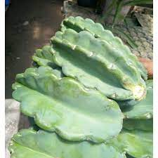 Morning sun • water requirements: Peruvian Apple Cactus Cuttings Set Shopee Philippines