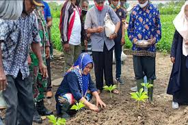 Berikut cara tanam porang yang benar sekaligus jenis porang yang laku di pasaran. Porang Di Jambi Jual Beli Buah Tanaman Porang Hasil Budidaya Berkualitas Harga Murah Agromaret Savesave Perang Johor Jambi For Later