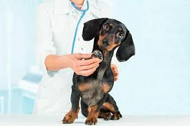 Additionally, check your dog over regularly for lumps or bumps on its skin, and get it checked out if the bump is growing rapidly or appears to be inflamed, since lumps can sometimes be cancerous. Practice Breast Cancer Awareness For You And Your Dog This October