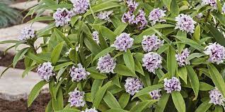 We did not find results for: Daphne Perfume Princess Why This Is The Most Fragrant Shrub