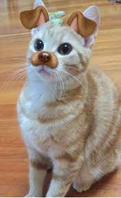 15 Times Different Animals Used The Dog Snapchat Filter And Won The Internet Cutesypooh Kucing Cantik Kucing