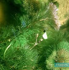 Image result for Cabombaceae