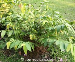 Image result for Friesodielsia