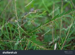 Image result for Phyllanthus pentandrus