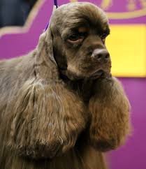 File Ascob Cocker Spaniel At Westminster Dog Show 24713038219 Jpg Wikimedia Commons