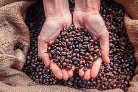 Save 17% on green coffee beans: Hurricane Maria Devastated Puerto Rico S Coffee Farms Eater