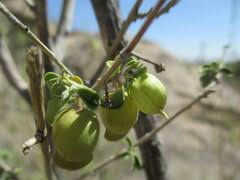 Image result for Tinnea rhodesiana
