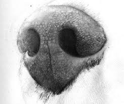 When people draw a dog's nose they usually draw the shape and fill it all in with black. Drawing A Realistic Dog Nose Page 2 Of 2 Onlypencil Drawing Tutorials Dog Nose Realistic Dog Dog Art