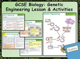 Ks4 Aqa Gcse Biology Science Genetic Engineering Lesson Activities Genetic Engineering Biology Lessons Biology