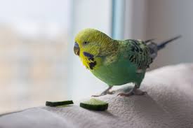 Check spelling or type a new query. Was Durfen Wellensittiche Fressen