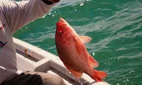 Bagaimana cara membuat umpan ikan mas?? Tip Lengkap Memancing Ikan Merah Sepang Umpan
