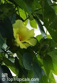 Image result for Gossypium