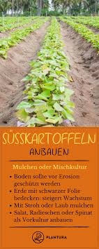 Susskartoffeln Anbauen Tipps Zum Pflanzen Im Garten Susskartoffeln Anbauen Pflanzen Susskartoffeln Pflanzen