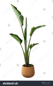 Image result for Strelitzia caudata