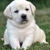 If you're searching puppies for sale near me, then you're likely seeking a companion who will love you unconditionally. 1