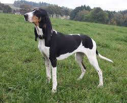 Image result for bernský honič