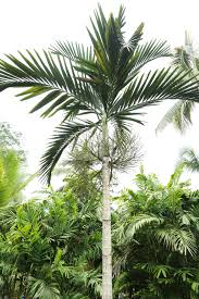 Image result for Ptychosperma elegans