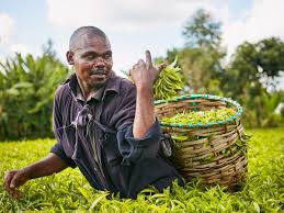 A tea plantation in kenya! Kenyan Tea Farmers Are Planting Trees To Save The Great British Cuppa The Independent The Independent