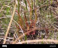 Image result for Nesaea linearis