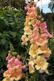 Antirrhinum Majus Chantilly Peach Snapdragon Buy Online At Annie S Annuals Snapdragon Flowers Flowers Perennials Flower Seeds