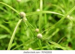 Image result for Kyllinga appendiculata
