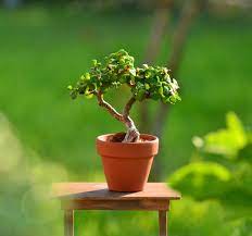 I am guilty of making this mistake when i first got a hold of an elephant that's because portulacaria afra is also referred to as 'mini jade' or 'dwarf jade' by some and is popular among bonsai tree growers. My Little Portulacaria Afra Dwarf Jade Aka Spekboom Aka Elephant Bush Bonsai Tree In Miniature Terracotta Pot Jade Bonsai Bonsai Bonsai Plants