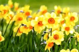 Al narciso sono sempre state riconosciute importanti proprietà terapeutiche. Qual E La Differenza Tra Daffodil Jonquil E Narciso It Haenselblatt Com