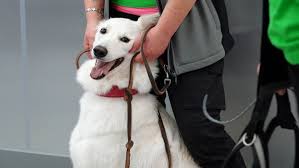 The karelian bear dog, the lapponian herder, the finnish hound, the finnish lapphund, and our national breed, the finnish spitz. At An Airport In Finland Dogs Are Sniffing For The Coronavirus