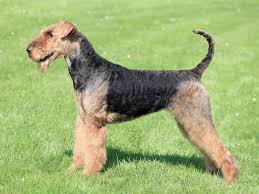 Airedale Terrier Brit L'airedale terrier est un chien « taillé à la hache » et son toilettage accentue cette caractéristique. airedale terrier brit