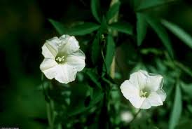 Image result for Merremia quinquefolia