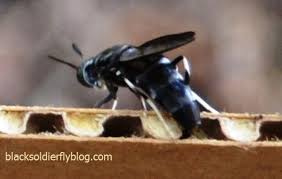 Black Soldier Flies A Great Way To Compost 2000 Egg Starter Kit What We Ve Found Here In The Sacramento Ca Area Is Th Black Soldier Fly Soldier Starter Kit