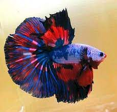 Pin By Roy Aritonang On Betta Fish For Beginners Betta Fish Betta Aquarium Betta