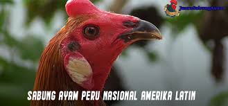 Turnamen sabung ayam online filipina dihentikan sementara karena virus corona. Sabung Ayam Peru Juara303 Juarasabung Ayam