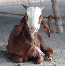 What do you get when you mix human and woman cited after dogs escape and kill goat. Chinese Woman Killing A Goat Inside Gadhimai The World S Biggest Ritual Slaughter Cnn A Woman Slaughtering An Animal Ø¹ÙˆØ±Øª Ø¬Ø§Ù†ÙˆØ± Ø°Ø¨Ø­ Ú©Ø±ØªÛ' ÛÙˆØ¦Û' Decoracion De Unas