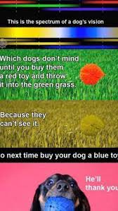 Dogs Vs Human Color Spectrum Buy Them A Blue Ball Puppy Love Color Spectrum Your Dog
