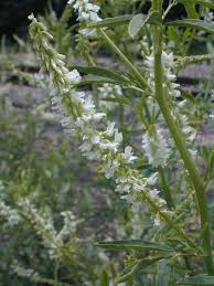 Maybe you would like to learn more about one of these? White Sweet Clover Melilotus Alba