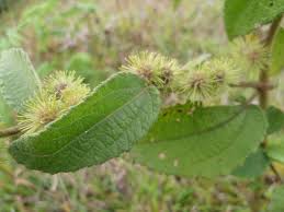Image result for Triumfetta pilosa
