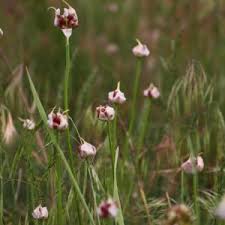 Image result for Clutia sessilifolia