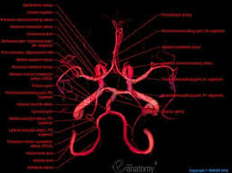 Cerebral Arterial Circle Willis Superior Aspect Vertical Aspect Brain Anatomy Anatomy Human Anatomy
