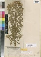 Image result for Haumaniastrum