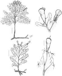 Image result for Polyphlebium borbonicum