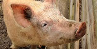 Resultado de imagen de animales