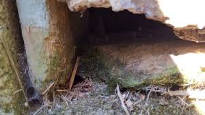 Crawl space portland is considered an essential service during this emergency, and we are fully equipped to provide effective exterior only services. Rats Chewed Through An Old Wooden Crawl Space Door We Offer A Crawlspace Dooor That Will Help With That Situation Crawl Space Door Crawlspace Doors